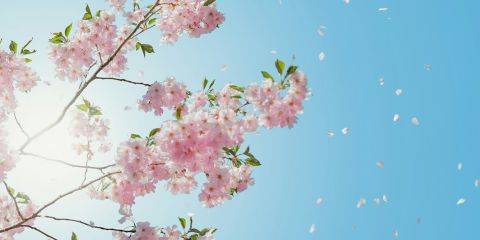 早上护肤擦一层，晚上睡前在一轮，保养用不少脸却一样暗沉蜡黄。其实关键并不是保养了多少，而是你用对了保养成分了吗?今天本文就来带你认识三大亮肤成分，让你找回明亮水润好气色。