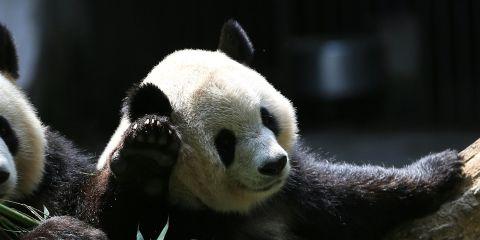 黑眼圈除了熬夜、过敏之外，在中医的角度，其实还可能与妳的体质、气血、甚至生活息息相关!本篇文章现在就从中医的角度，来带你认识黑眼圈的八大常见成因。