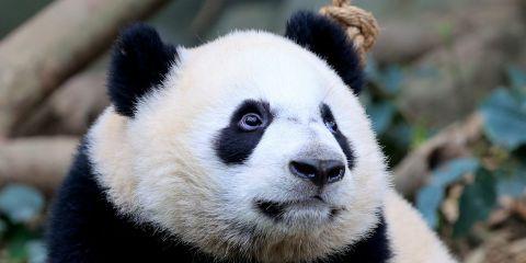 今天要教你不用高价保养品如何简单消除黑眼圈的中医小秘诀!文末也会解答冷热敷改善黑眼圈的迷思，千万别错过一起看下去吧。