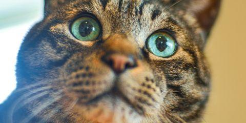 你一定听过医美疗程中的「肉毒杆菌」吧?可以除皱、瘦脸、拉皮，让你看起来年轻又精神。但是你知道肉毒杆菌的作用原理吗?现在就让本篇文章来为你介绍一下吧。