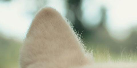 耳朵痒到受不了，忍不住想拿棉花棒清一清吗?小心越清越伤耳，反而让痒感更重!今天就让本篇文章来教你正确的清洁耳道方式，帮助你舒缓耳朵痒问题。