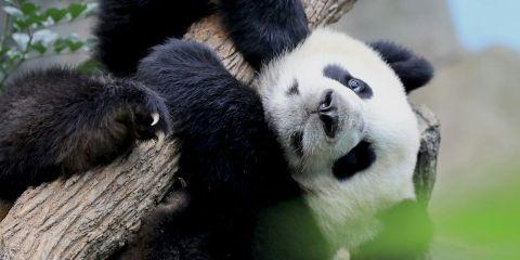 每天坐在办公室连续8小时,低头打电脑,偶而还得加班加到深夜。等你终于关掉笔电,抬起头有没有被自己的双下巴、眼袋以及下垂的脸颊吓一大跳呢?今天就让本篇带你一起远离办公室老化三件套变回气质女神!