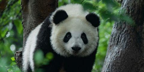 你试过多少眼霜和遮瑕还是遮不住黑眼圈吗?其实也不完全是产品的问题,可能是你没有搞懂黑眼圈的类型所以没有对症就难见效而已。现在就让本篇文章来帮你一次搞懂三大黑眼圈类型,美眼行动现在开始。