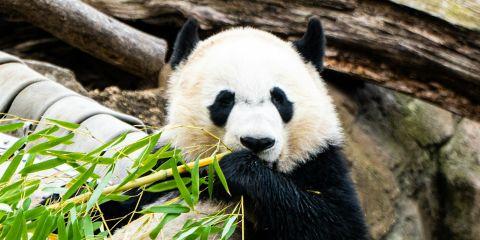 眼周暗沉、黑眼圈不散,真的让人心烦又着急。看到网路上的那些配方你试过了几个呢?为了让你不在白忙一场,本篇文章将帮你拆解偏方的真伪,快一起来看看吧。