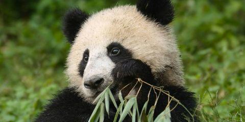 工作忙到没时间保养?那让我们一起从「吃」来改善黑眼圈吧!今天本篇来教你几道简单又养颜的小食谱,让你在忙碌生活中也能轻松吃出亮眼好气色。