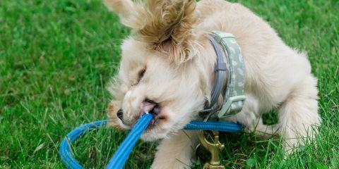 明明就让痘痘消下去了,怎么没几天又悄悄浮现?反覆发作的痘痘是不是快消磨完你的耐心了呢?现在就快跟着本文一起来了解一下痘痘到底是怎么来的吧!