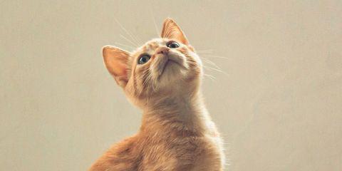 长期受到痘痘困扰的你,是否也曾一气之下猛刷酸,或听朋友推荐就吃起了A酸呢?想要快速恢复肌肤也不可过度心急,错误方式反而会让情况更糟。现在就让本篇文章来帮你解答一下抗痘治疗的迷思吧。