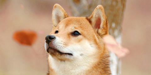 工作压力、作息不稳、戴口罩一天,肌肤比学生时期还容易出状况的你是不是很想保养出水煮蛋肌呢?今天就让本篇文章带你掌握抗痘的保养SOP,让你不在走冤枉路。