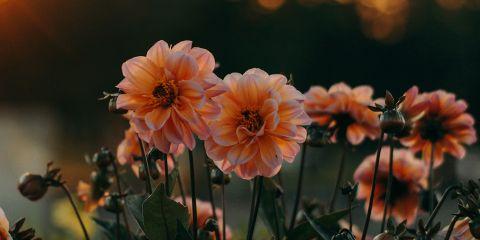 搞懂了干肌的真相后,是不是突然觉得以前白保养一场?别担心,接下来就让本篇文章来告诉你几个生活中的小细节,帮助你慢慢找回肌肤的水润感。