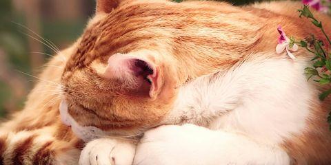 对爱美的你来说,为了拥有光滑的肌肤,或许连一根小毛发都不放过。但你知道吗?其实毛发在我们身体中也有其生理功能。今天就让本篇文章带你了解为什么人类会长毛吧。