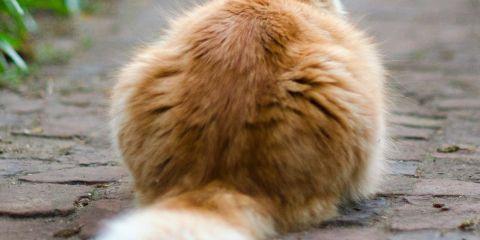 原来屁股也会长毛?但其实,并非每个人都会长肛毛,而肛毛的存在也有它必要的原因。今天就让本篇文章来带你探索肛毛的形成原因吧!