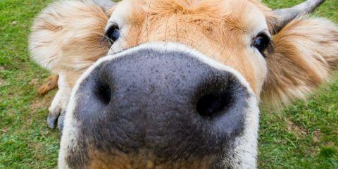 是不是每次流汗后,身上都有一股尴尬的异味飘出来呢?这股味道让你好困扰,但这个气味到底是从哪里飘出来的呢?今天就让本篇文章为你解答,为什么流汗后会有异味吧。