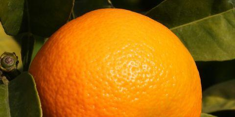 找遍各大网页相信大家都有发现,大多数有橘皮困扰的患者都是女生,那是为什么呢?虽然说人人都有长橘皮的可能,但女性出现橘皮困扰的机率为80-90%,而男生却只有10%的机率。不过这一切都跟命运无关,男女身体构造大不同,就让本篇文章来为你解释吧!