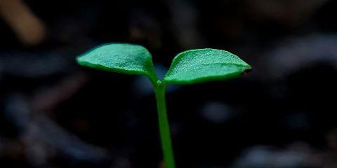 突然摸到脖子上冒出一颗小突起,不痛不痒却有点碍眼,让你反覆确认到底是长什么都东西吗?别担心,这个是「肉芽」,大多是良性的,对健康没有太大影响。今天就让本篇文章介绍什么是肉芽吧。