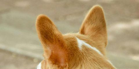 你有没有遇过耳朵突然痒的受不了,忍不住拿着棉花棒猛掏?但你知道为什么耳朵会突然发痒吗?别担心,这绝对不是有人在偷讲你坏话~今天就让本篇文章带你了解一下耳朵痒的原因吧。