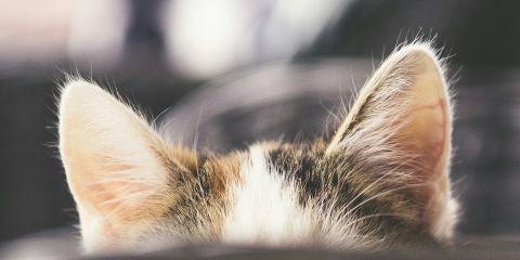 耳朵痒不是小问题,不妨从日常生活中简单保养耳朵,减少反覆发痒的机会。今天就让本篇文章整理了几个简单的小习惯,帮助你远离耳朵痒的困扰。