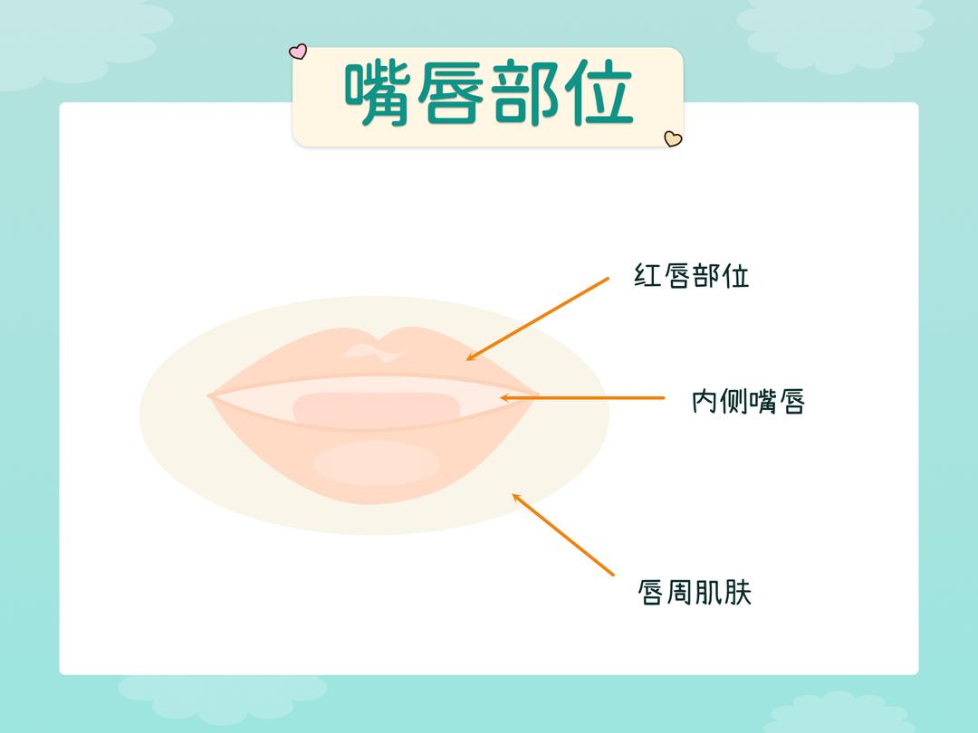嘴唇的生理构造