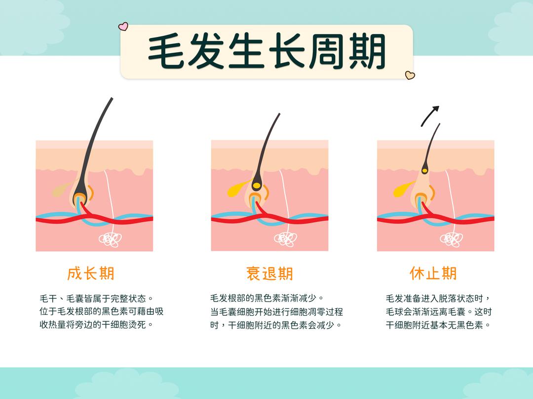 毛发生长周期