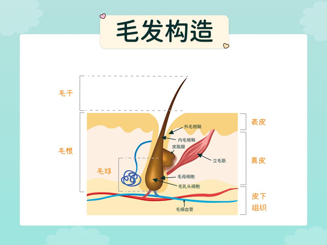 毛发的结构