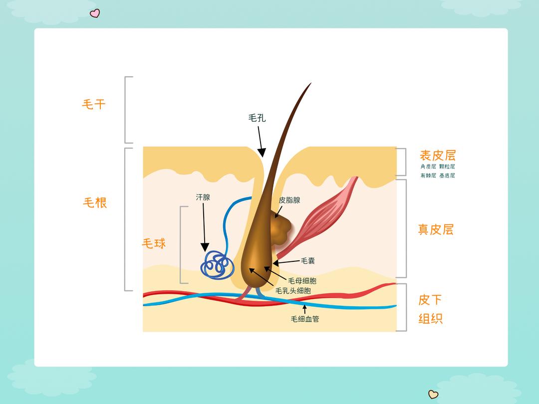 毛发的结构