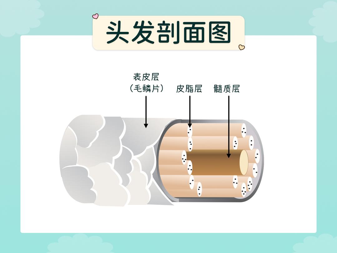 毛发的剖面
