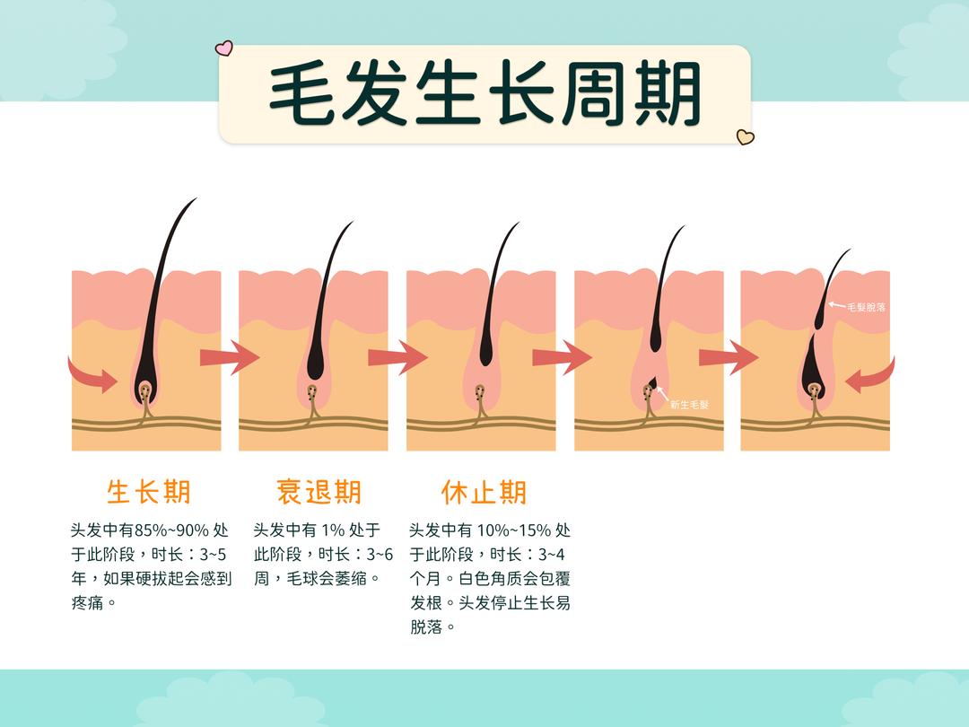 毛发的生长阶段