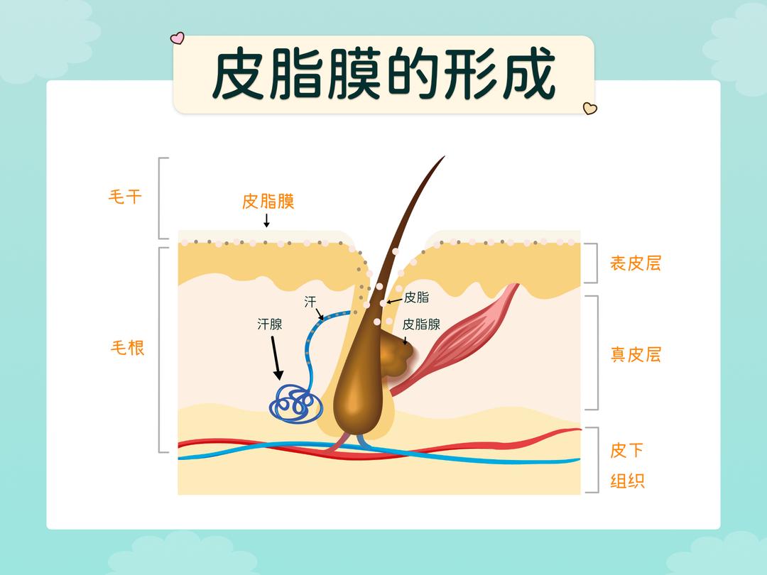 皮脂腺(sebaceous gland)