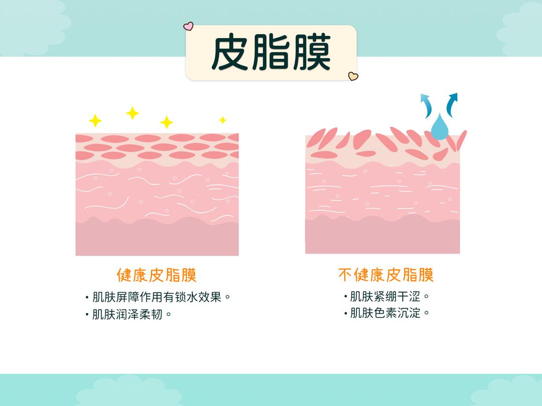 皮脂腺(sebaceous gland)