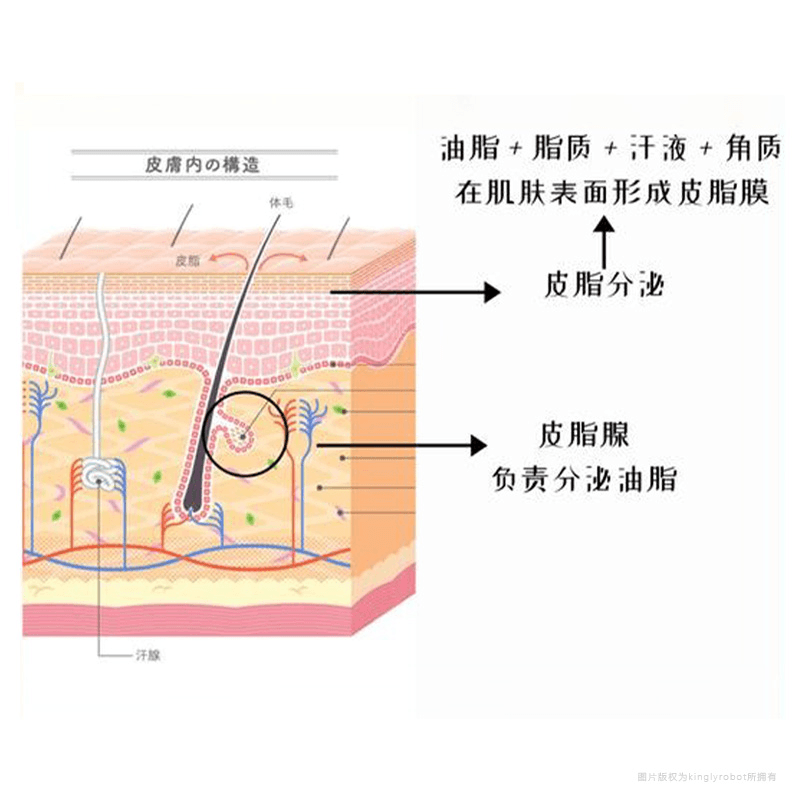 皮脂分泌的生理角色